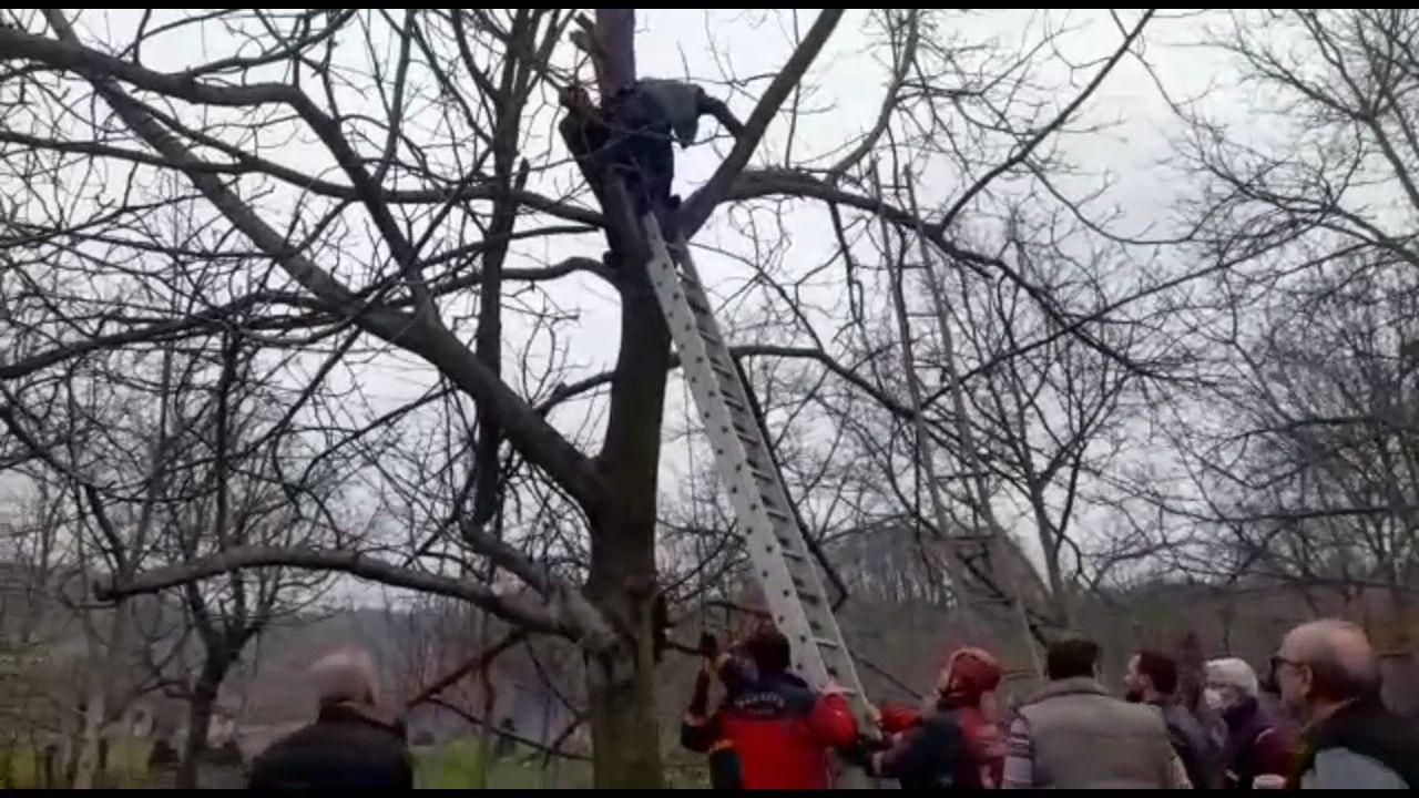 Sakarya’nın Sapanca ilçesinde budadığı ağacın dalı çarpan vatandaş fenalaşarak ağaçta mahsur kaldı. Ağaçta fenalaşan vatandaşın yardımına itfaiye ...