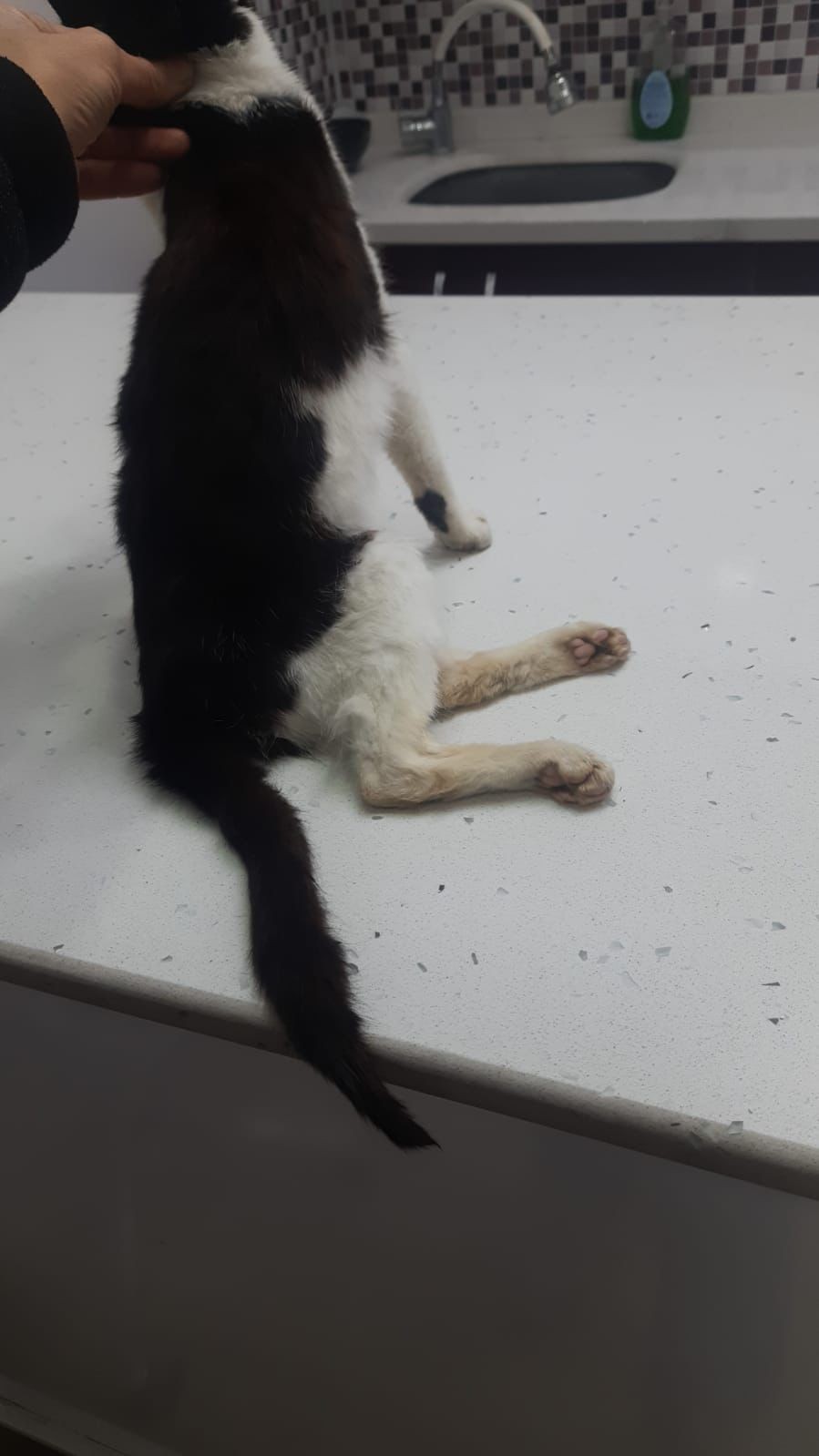 Tekirdağ’ın Çerkezköy ilçesi bir şahıs, evinin önünde dolaşan bir kediyi pompalı tüfekle vurdu. Çevredeki vatandaşlar tarafından veterinere ...