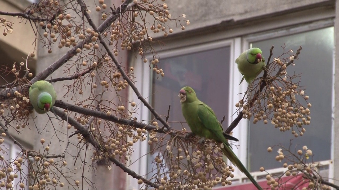 Kadıköy’de İskender papağanı olarak bilinen onlarca papağan sürüsü görenleri şaşkına çevirdi. Papağan sürüsünü gören mahalle sakinleri tropikal ...