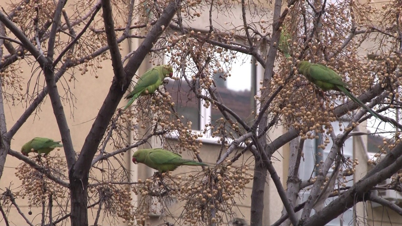 Kadıköy’de İskender papağanı olarak bilinen onlarca papağan sürüsü görenleri şaşkına çevirdi. Papağan sürüsünü gören mahalle sakinleri tropikal ...