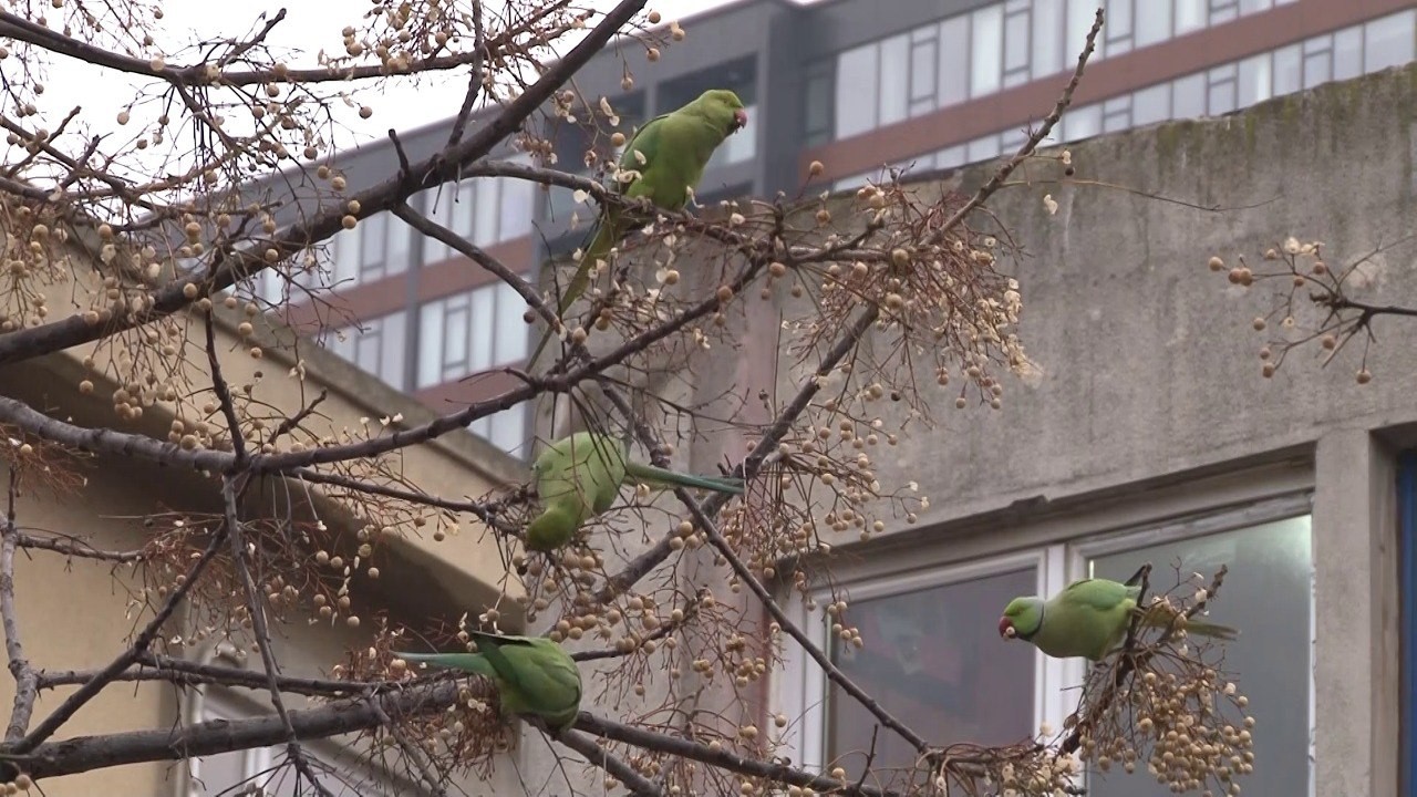 Kadıköy’de İskender papağanı olarak bilinen onlarca papağan sürüsü görenleri şaşkına çevirdi. Papağan sürüsünü gören mahalle sakinleri tropikal ...