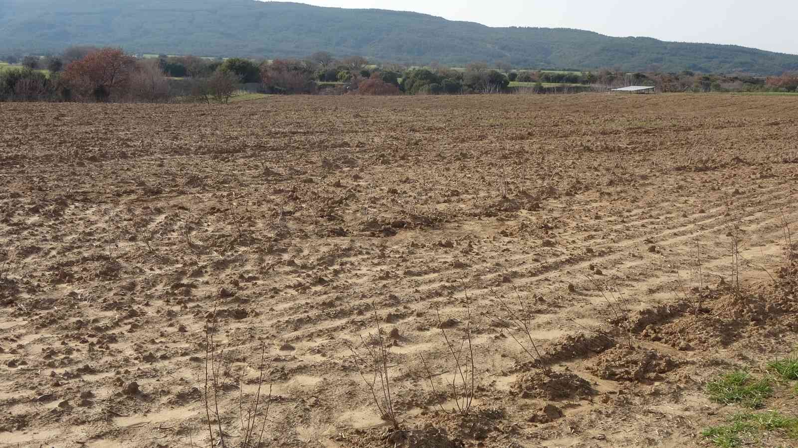 Kansere karşı etkisiyle bilinen, Kızılderililer tarafından soğuk algınlığı tedavisinde kullanılan aronya meyvesi şehitler diyarı Çanakkale’de ...