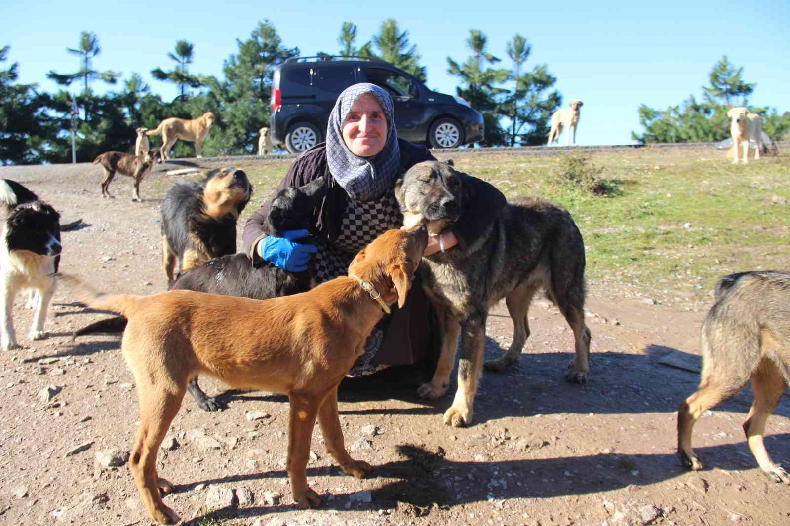 Kocaeli’de kendi imkanlarıyla ormanlık alanlardaki 300’ü aşkın köpeğe bakan hayvansever ev hanımları, köpekler için ayrılan alana ineklerin ...