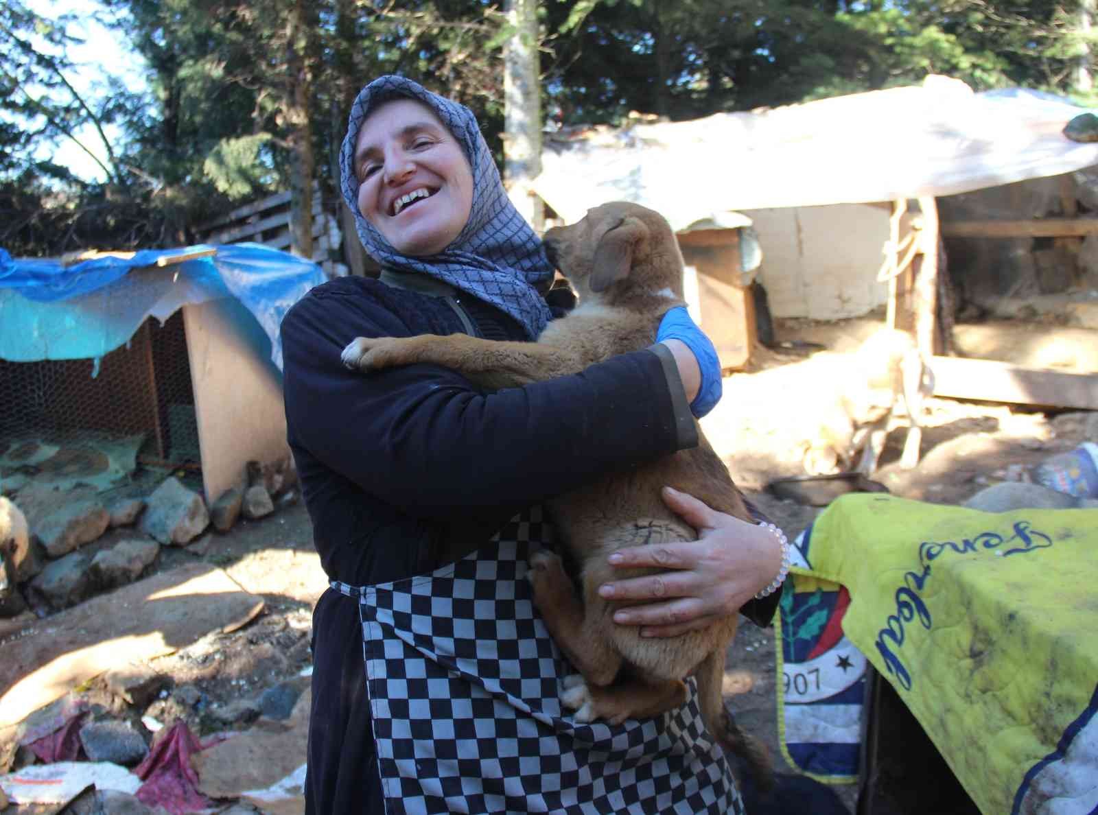 Kocaeli’de kendi imkanlarıyla ormanlık alanlardaki 300’ü aşkın köpeğe bakan hayvansever ev hanımları, köpekler için ayrılan alana ineklerin ...