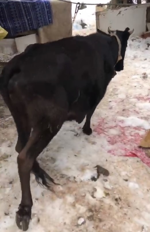 Kocaeli’de kendi imkanlarıyla ormanlık alanlardaki 300’ü aşkın köpeğe bakan hayvansever ev hanımları, köpekler için ayrılan alana ineklerin ...