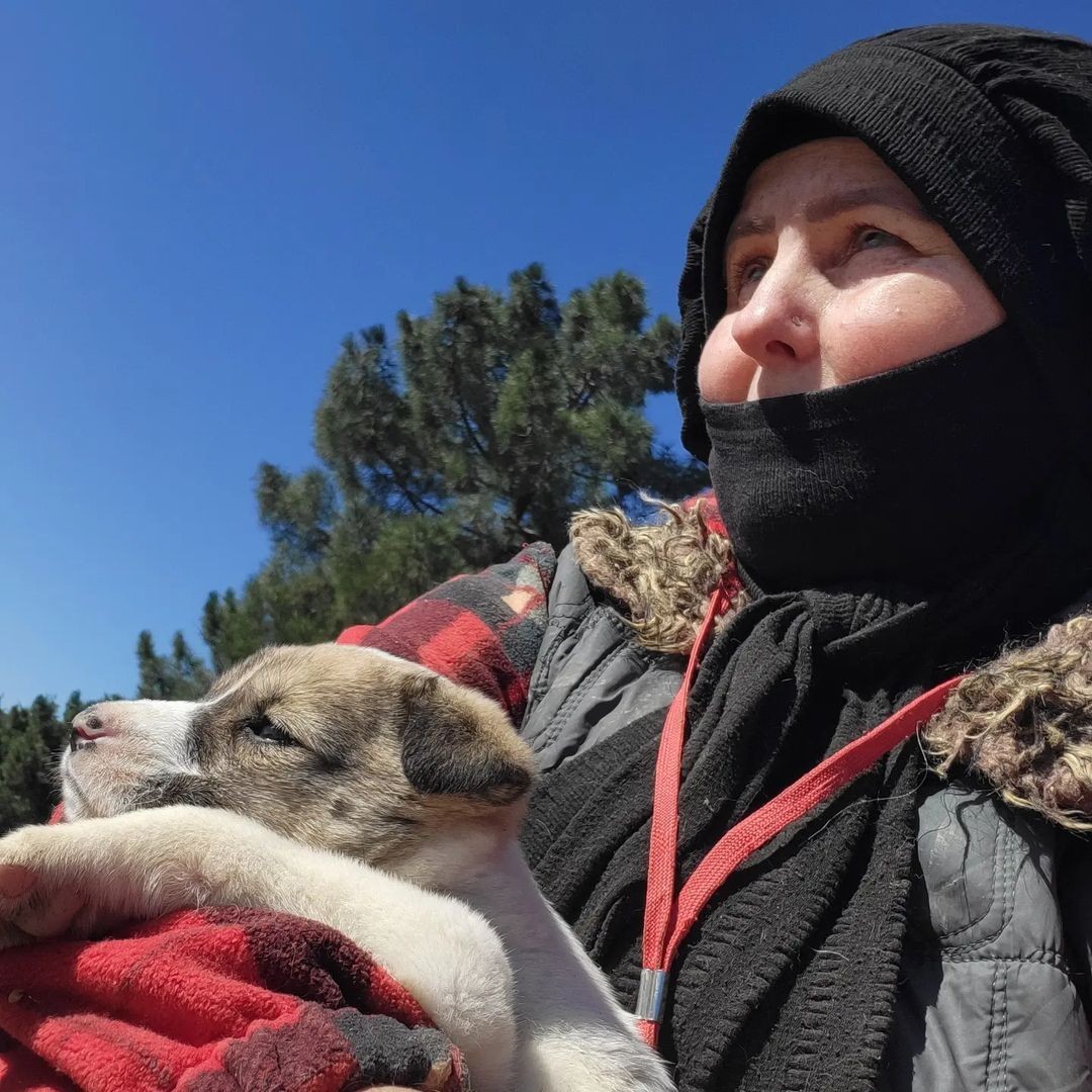 Kocaeli’de kendi imkanlarıyla ormanlık alanlardaki 300’ü aşkın köpeğe bakan hayvansever ev hanımları, köpekler için ayrılan alana ineklerin ...