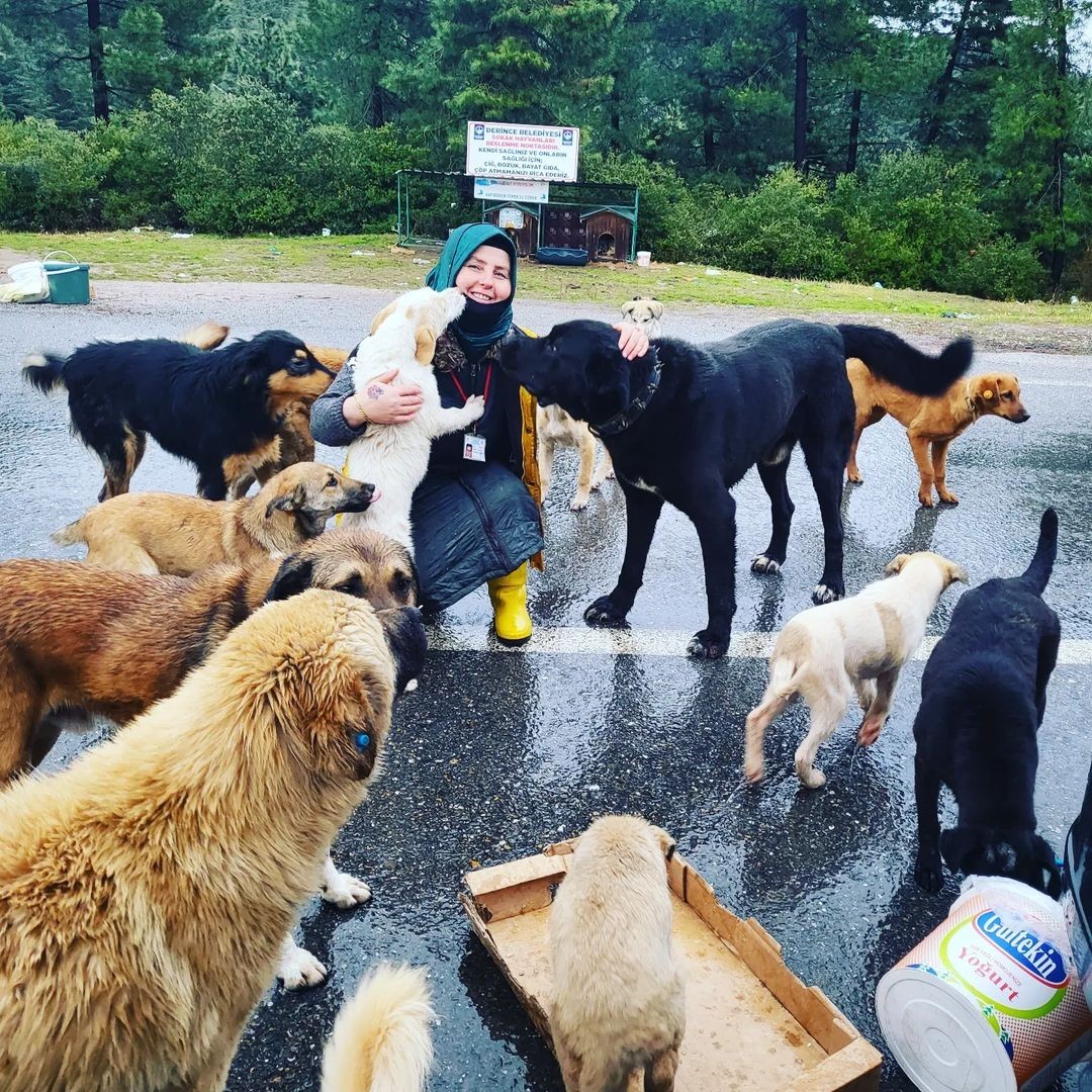 Kocaeli’de kendi imkanlarıyla ormanlık alanlardaki 300’ü aşkın köpeğe bakan hayvansever ev hanımları, köpekler için ayrılan alana ineklerin ...