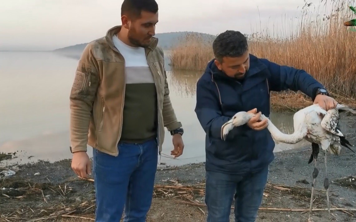 Bursa’da duyarlı bir vatandaş, ayağı kırılan flamingoyu bulup ilk müdahaleyi yaptıktan sonra yetkililere teslim etti. Nilüfer ilçesinde yaşayan ...