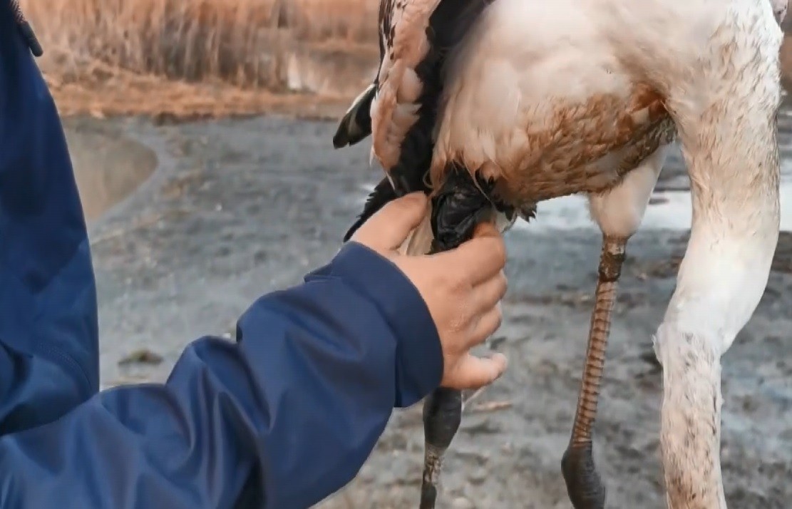 Bursa’da duyarlı bir vatandaş, ayağı kırılan flamingoyu bulup ilk müdahaleyi yaptıktan sonra yetkililere teslim etti. Nilüfer ilçesinde yaşayan ...