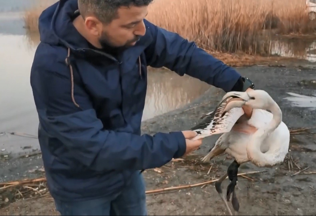 Bursa’da duyarlı bir vatandaş, ayağı kırılan flamingoyu bulup ilk müdahaleyi yaptıktan sonra yetkililere teslim etti. Nilüfer ilçesinde yaşayan ...