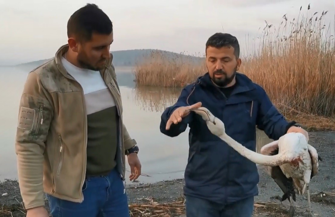 Bursa’da duyarlı bir vatandaş, ayağı kırılan flamingoyu bulup ilk müdahaleyi yaptıktan sonra yetkililere teslim etti. Nilüfer ilçesinde yaşayan ...