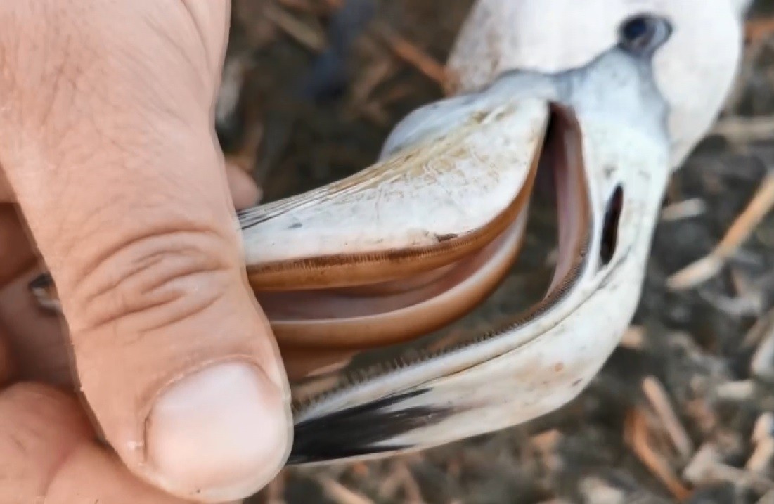 Bursa’da duyarlı bir vatandaş, ayağı kırılan flamingoyu bulup ilk müdahaleyi yaptıktan sonra yetkililere teslim etti. Nilüfer ilçesinde yaşayan ...