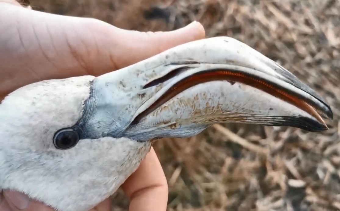 Bursa’da duyarlı bir vatandaş, ayağı kırılan flamingoyu bulup ilk müdahaleyi yaptıktan sonra yetkililere teslim etti. Nilüfer ilçesinde yaşayan ...