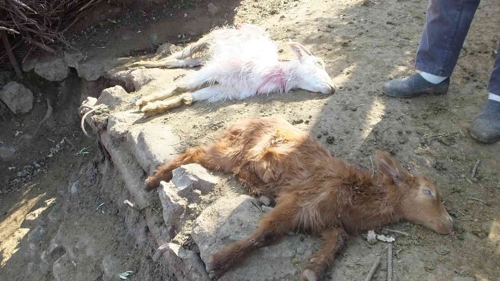 Yurdun değişik yerlerinde başıboş köpekler özellikle çocuklara zarar verirken, bu defa da Balıkesir’in Burhaniye ilçesinde keçiler zarar gördü ...