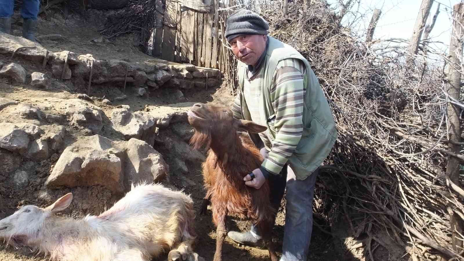 Yurdun değişik yerlerinde başıboş köpekler özellikle çocuklara zarar verirken, bu defa da Balıkesir’in Burhaniye ilçesinde keçiler zarar gördü ...