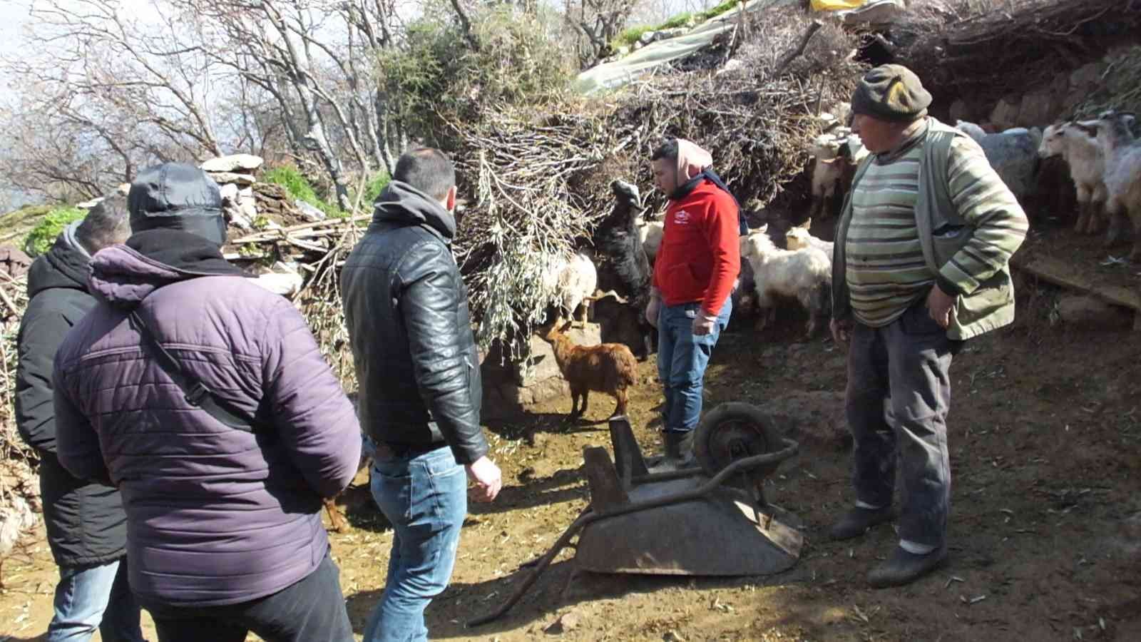 Yurdun değişik yerlerinde başıboş köpekler özellikle çocuklara zarar verirken, bu defa da Balıkesir’in Burhaniye ilçesinde keçiler zarar gördü ...