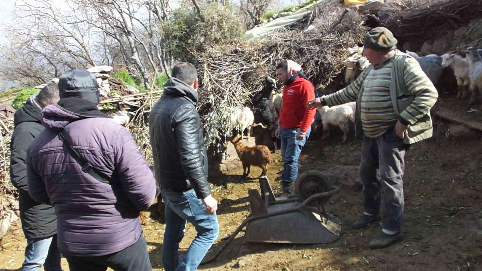 Yurdun değişik yerlerinde başıboş köpekler özellikle çocuklara zarar verirken, bu defa da Balıkesir’in Burhaniye ilçesinde keçiler zarar gördü ...