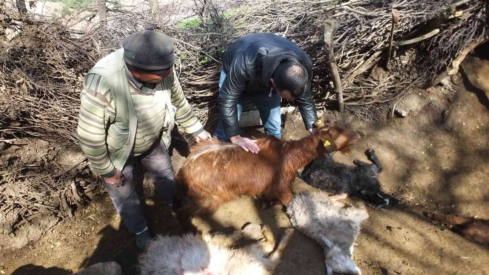 Yurdun değişik yerlerinde başıboş köpekler özellikle çocuklara zarar verirken, bu defa da Balıkesir’in Burhaniye ilçesinde keçiler zarar gördü ...