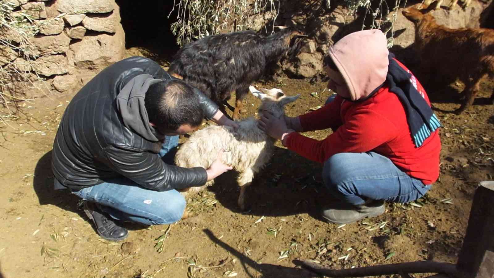 Yurdun değişik yerlerinde başıboş köpekler özellikle çocuklara zarar verirken, bu defa da Balıkesir’in Burhaniye ilçesinde keçiler zarar gördü ...