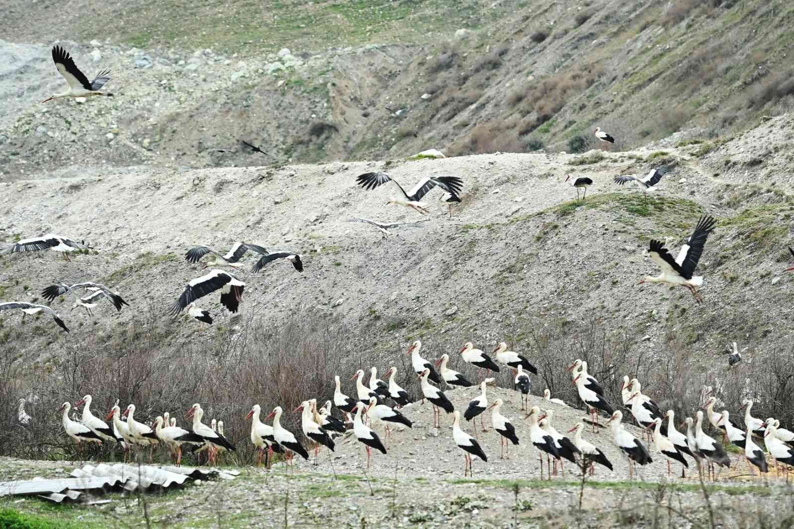 Balıkesir Büyükşehir Belediyesi ve Bigadiç Belediyesi, Afrika’dan Avrupa’ya göç eden leylekler için 6 ayrı “Göç Yolu Acil İniş Pisti” oluşturdu ...