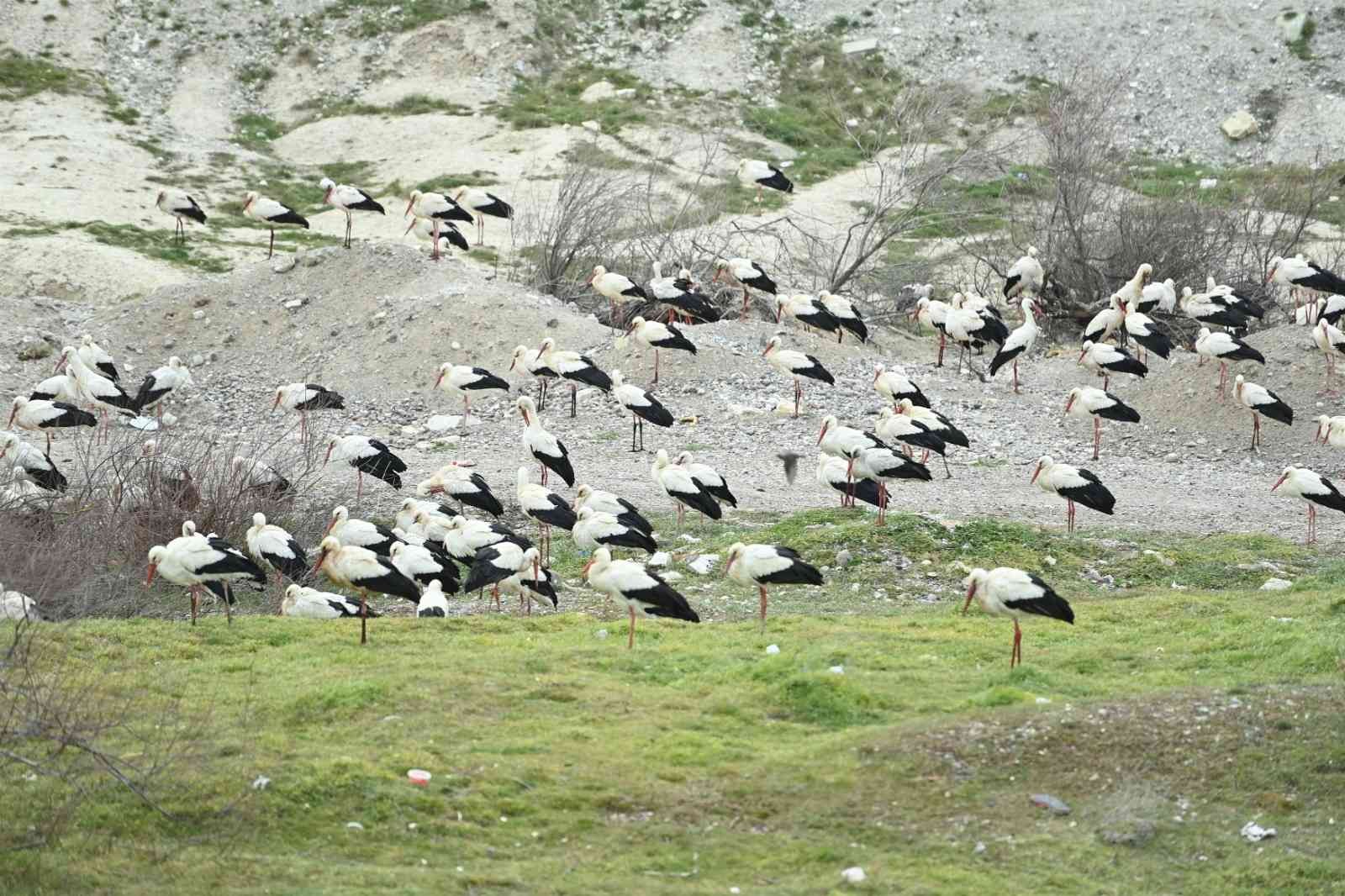 Balıkesir Büyükşehir Belediyesi ve Bigadiç Belediyesi, Afrika’dan Avrupa’ya göç eden leylekler için 6 ayrı “Göç Yolu Acil İniş Pisti” oluşturdu ...