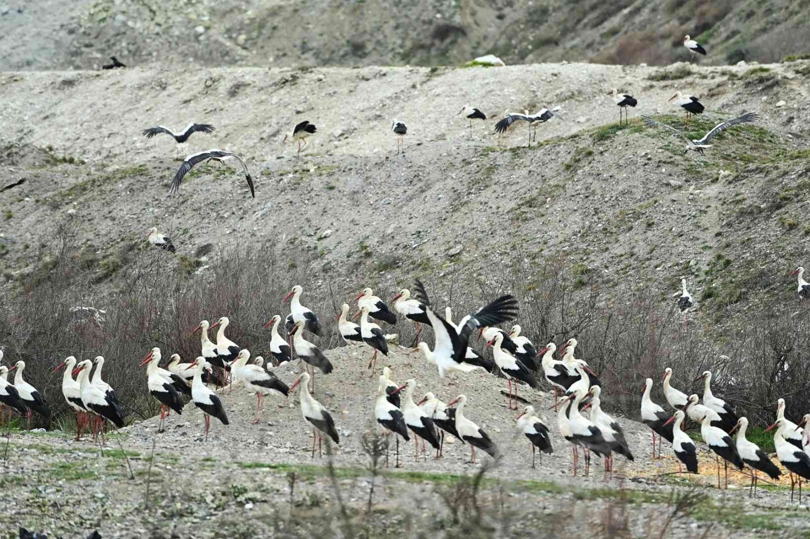 Balıkesir Büyükşehir Belediyesi ve Bigadiç Belediyesi, Afrika’dan Avrupa’ya göç eden leylekler için 6 ayrı “Göç Yolu Acil İniş Pisti” oluşturdu ...