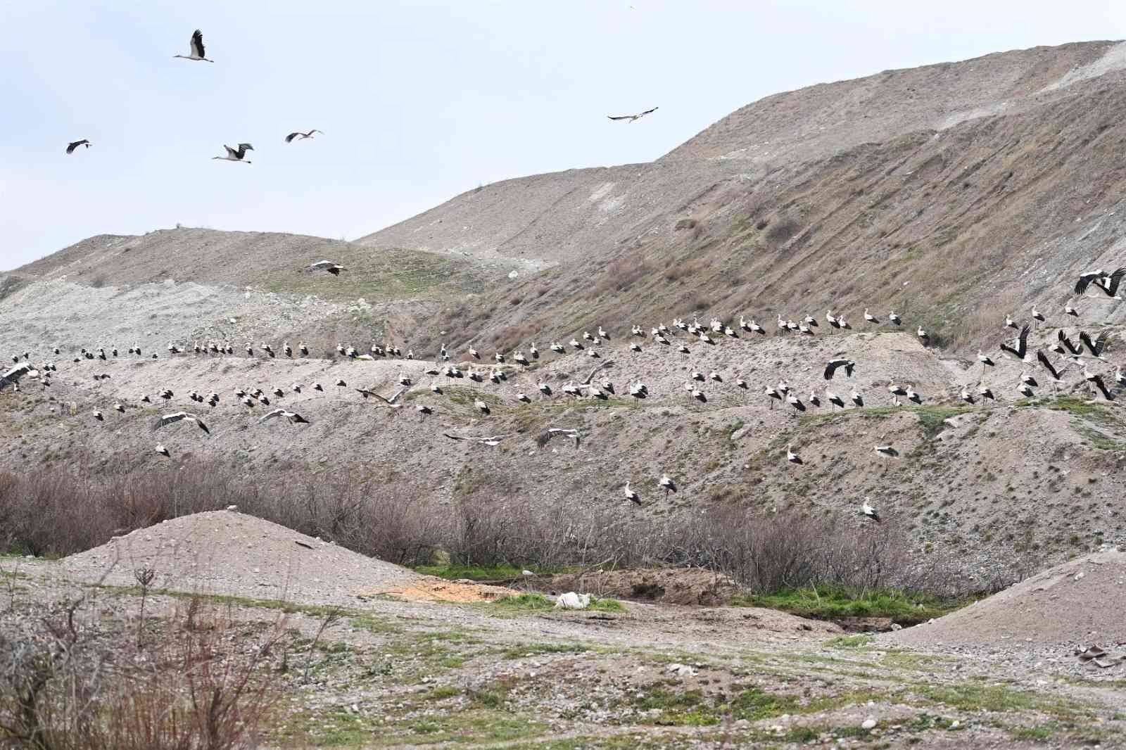 Balıkesir Büyükşehir Belediyesi ve Bigadiç Belediyesi, Afrika’dan Avrupa’ya göç eden leylekler için 6 ayrı “Göç Yolu Acil İniş Pisti” oluşturdu ...