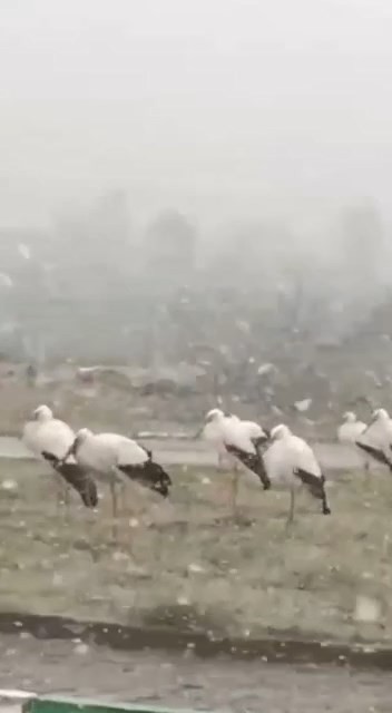 Bursa’da kar yağışının ardından hava sıcaklığının eksi 1 derecelere düşmesiyle donmak üzere olan leylekler bir vatandaşın kamerasına takıldı. Kar ...