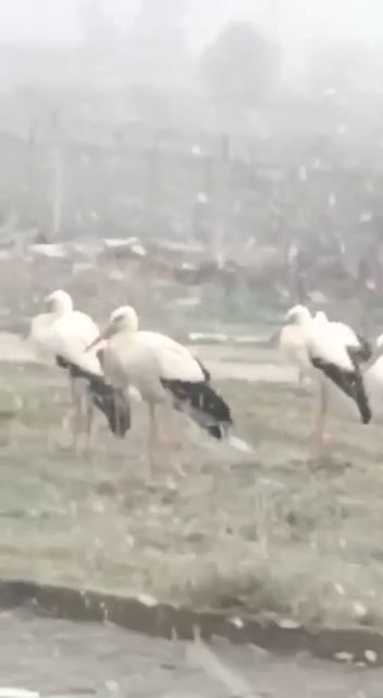 Bursa’da kar yağışının ardından hava sıcaklığının eksi 1 derecelere düşmesiyle donmak üzere olan leylekler bir vatandaşın kamerasına takıldı. Kar ...