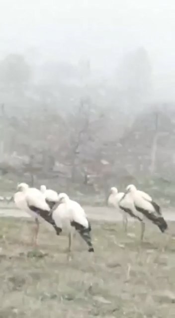 Bursa’da kar yağışının ardından hava sıcaklığının eksi 1 derecelere düşmesiyle donmak üzere olan leylekler bir vatandaşın kamerasına takıldı. Kar ...