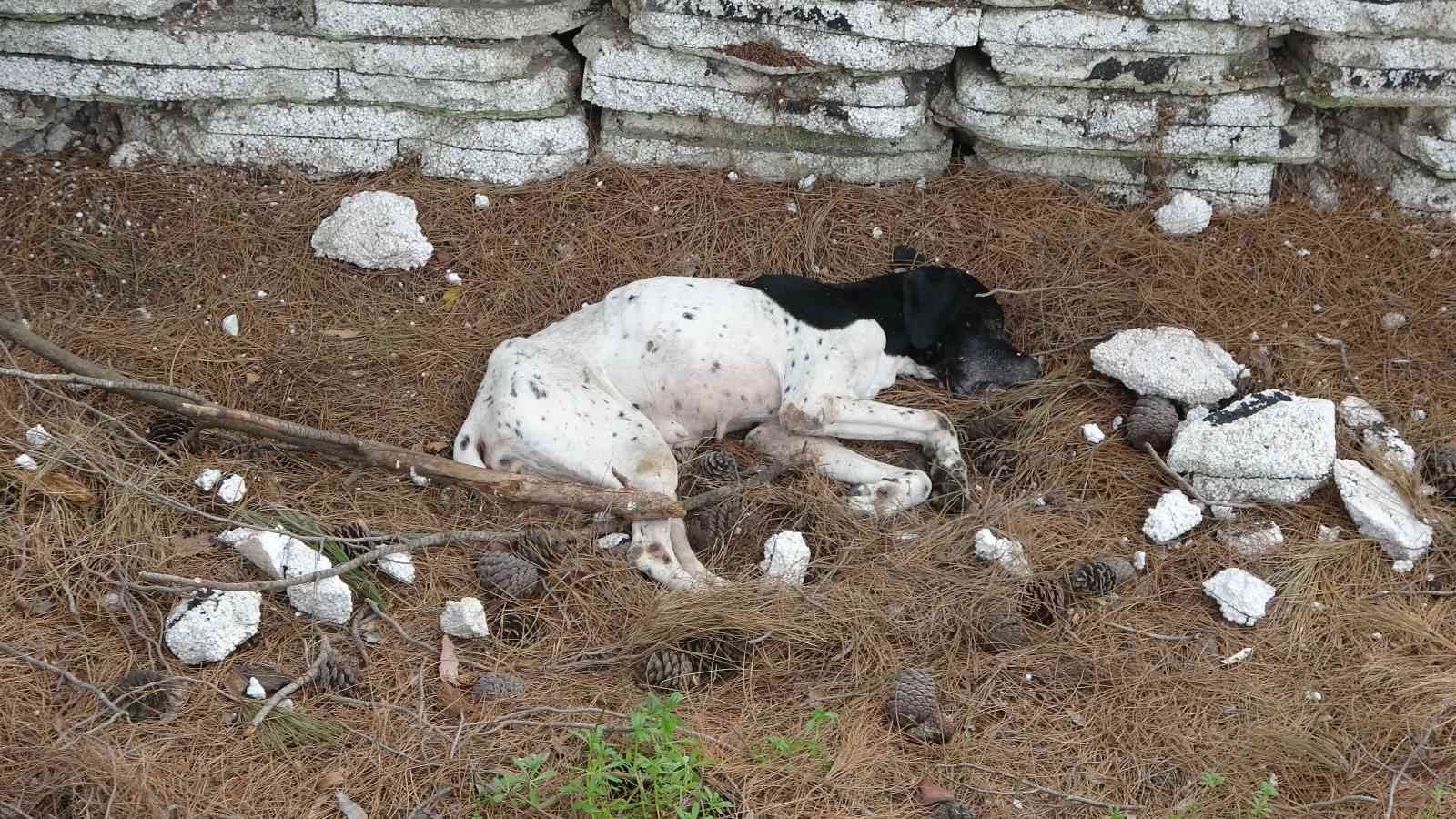 Çanakkale Belediyesi Hayvan Barınağı’nda bulunan pitbull cinsi köpeklerin aç kaldığı iddiasıyla birbirini parçalaması hayvanseverleri harekete ...