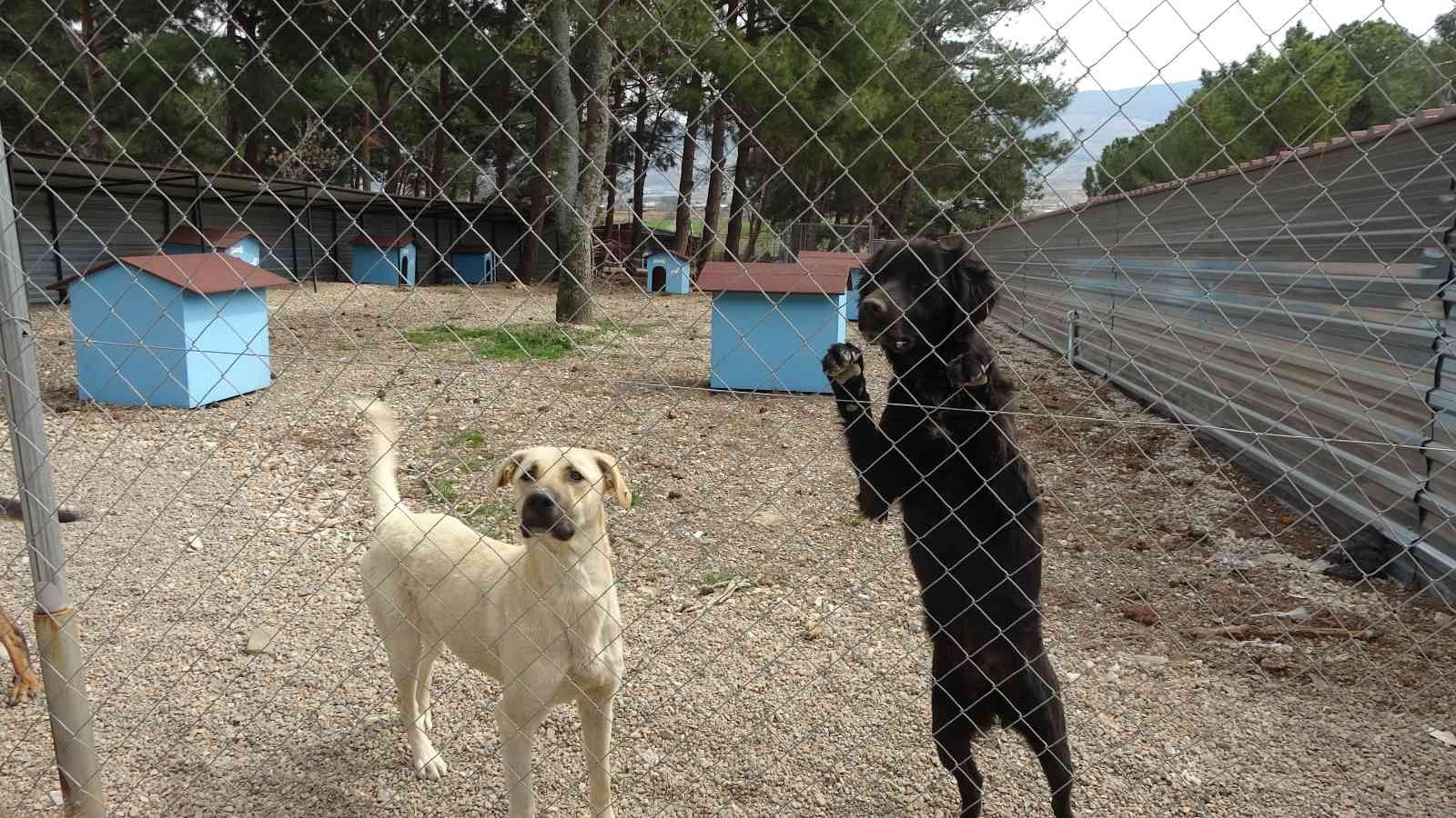 Çanakkale Belediyesi Hayvan Barınağı’nda bulunan pitbull cinsi köpeklerin aç kaldığı iddiasıyla birbirini parçalaması hayvanseverleri harekete ...