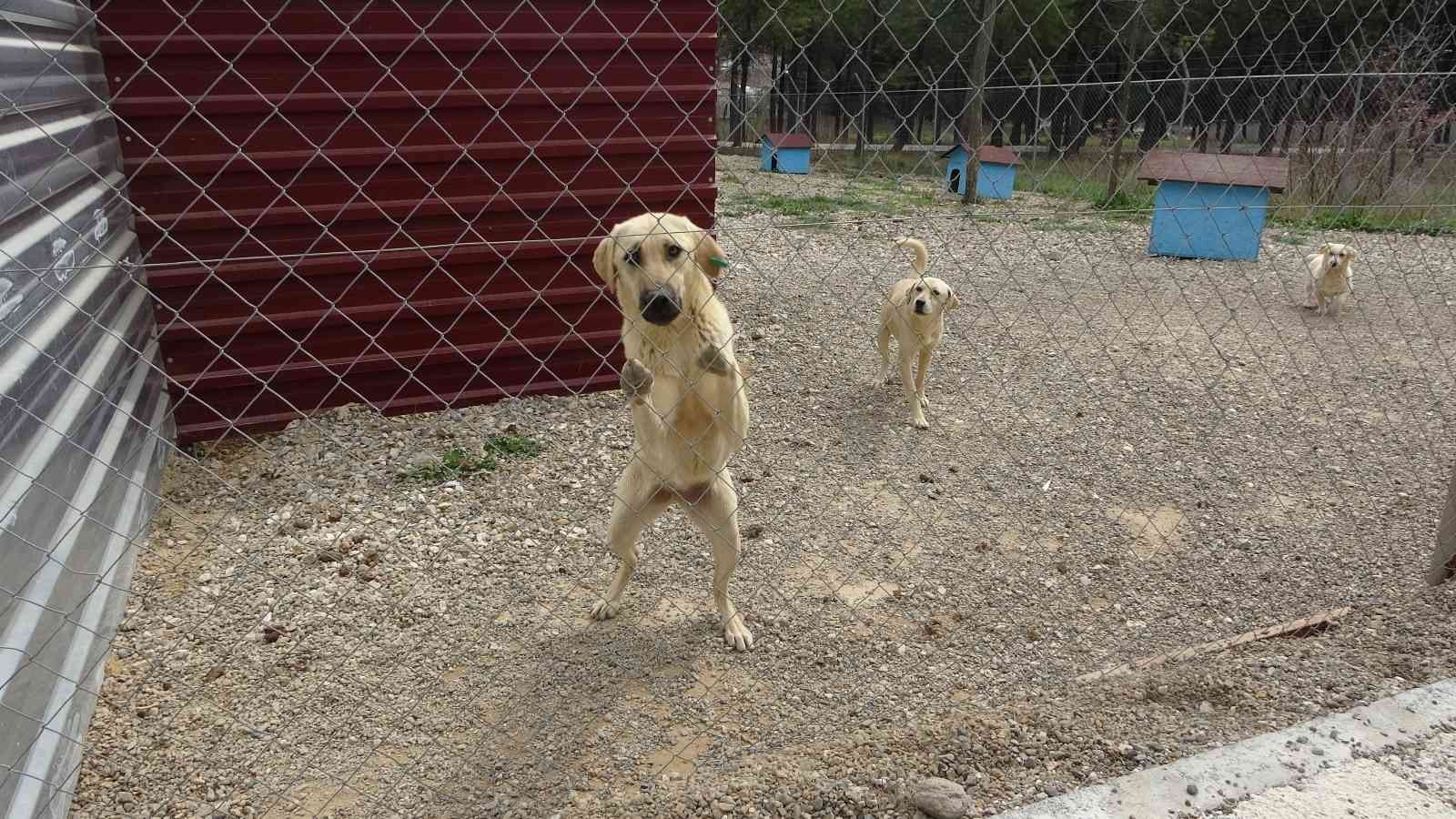 Çanakkale Belediyesi Hayvan Barınağı’nda bulunan pitbull cinsi köpeklerin aç kaldığı iddiasıyla birbirini parçalaması hayvanseverleri harekete ...