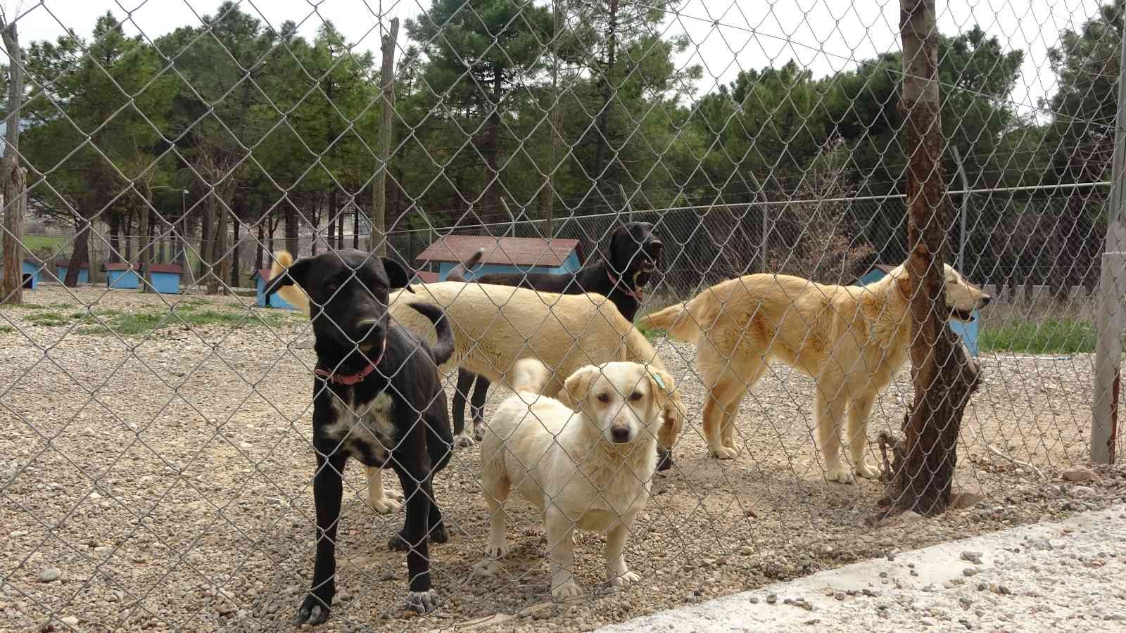 Çanakkale Belediyesi Hayvan Barınağı’nda bulunan pitbull cinsi köpeklerin aç kaldığı iddiasıyla birbirini parçalaması hayvanseverleri harekete ...