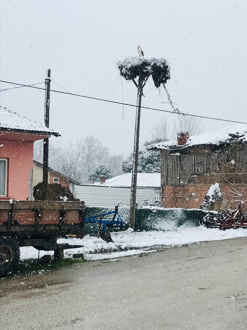 Çanakkale’nin Çan ilçesine bağlı Büyükpaşa köyünde köylülerce yapılan leylek yuvasına yılın ilk leyleği bu sabah geldi. Lapa lapa yağan kar ...