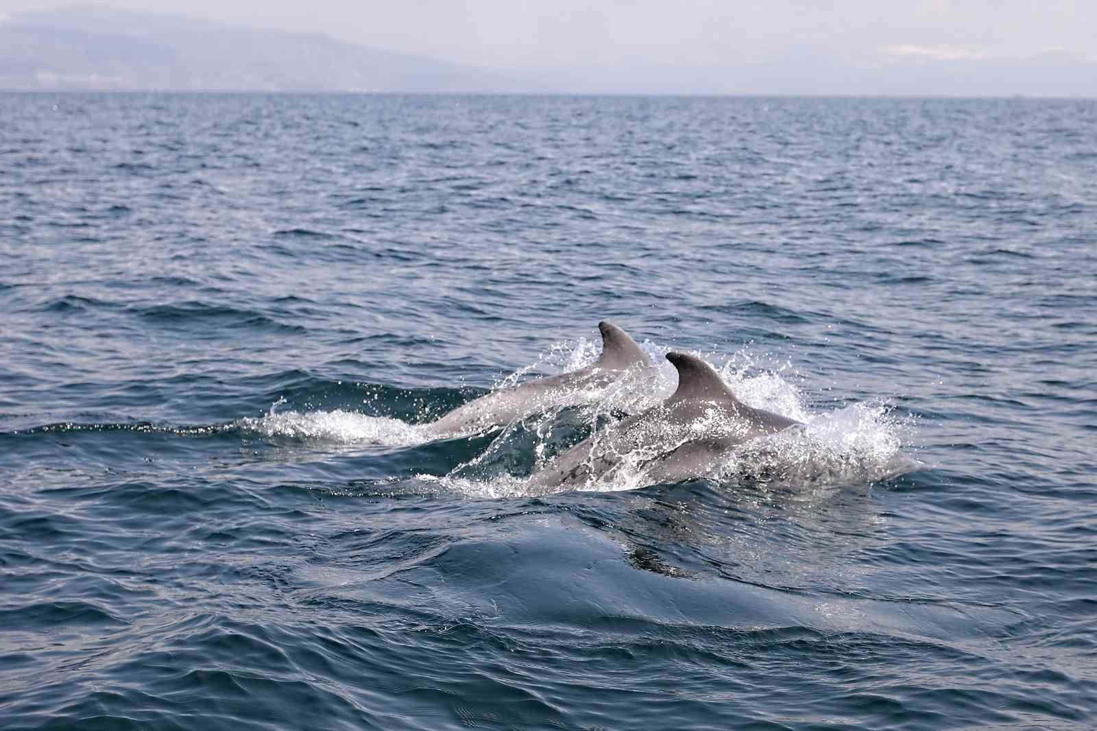 Marmara Denizi’nin sevimli yunusları, Bursa’nın Mudanya sahilinde görüntülendi. Tekne ile adeta dans eden yunuslar, objektiflere takıldı. Marmara ...