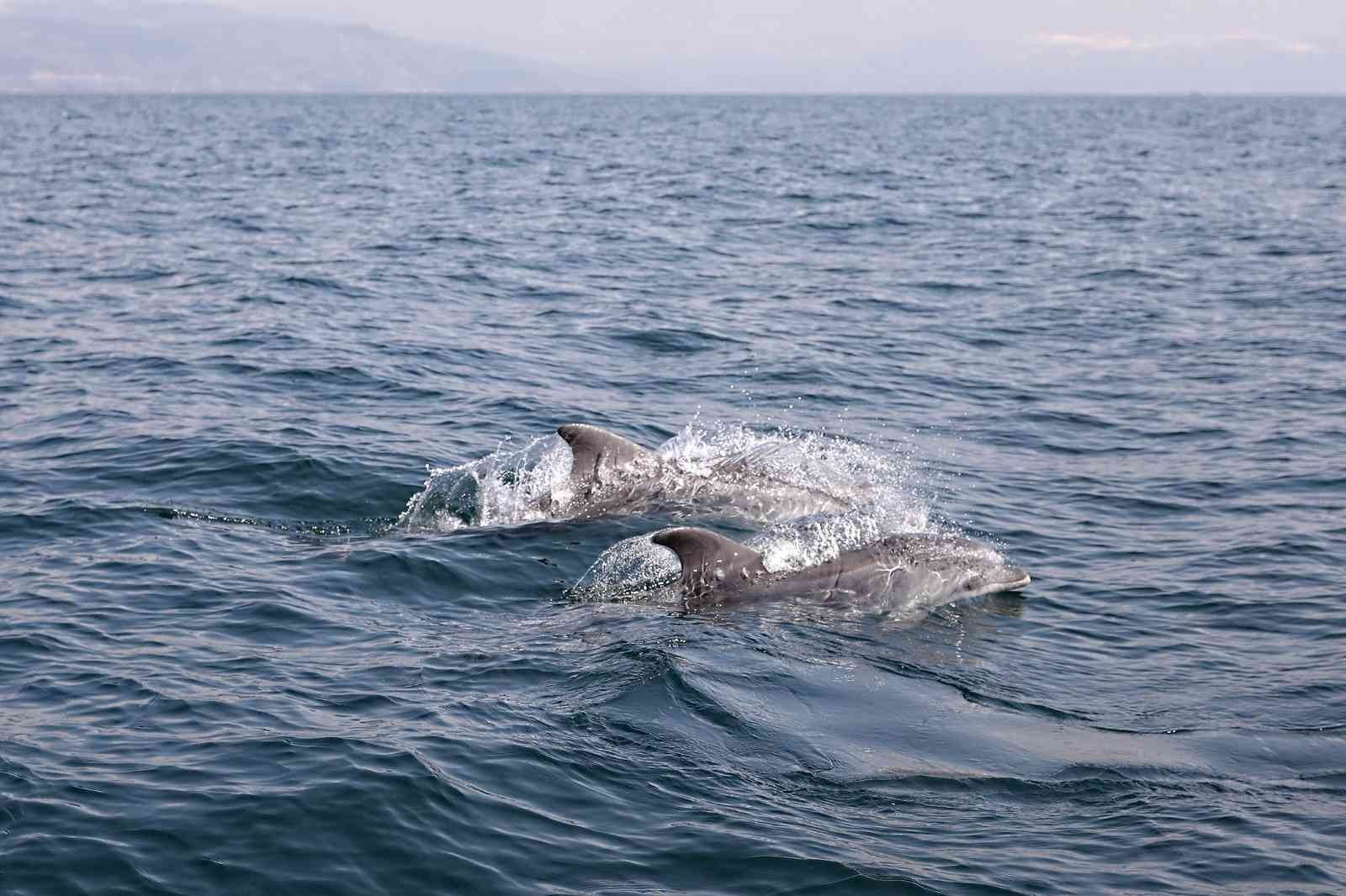 Marmara Denizi’nin sevimli yunusları, Bursa’nın Mudanya sahilinde görüntülendi. Tekne ile adeta dans eden yunuslar, objektiflere takıldı. Marmara ...