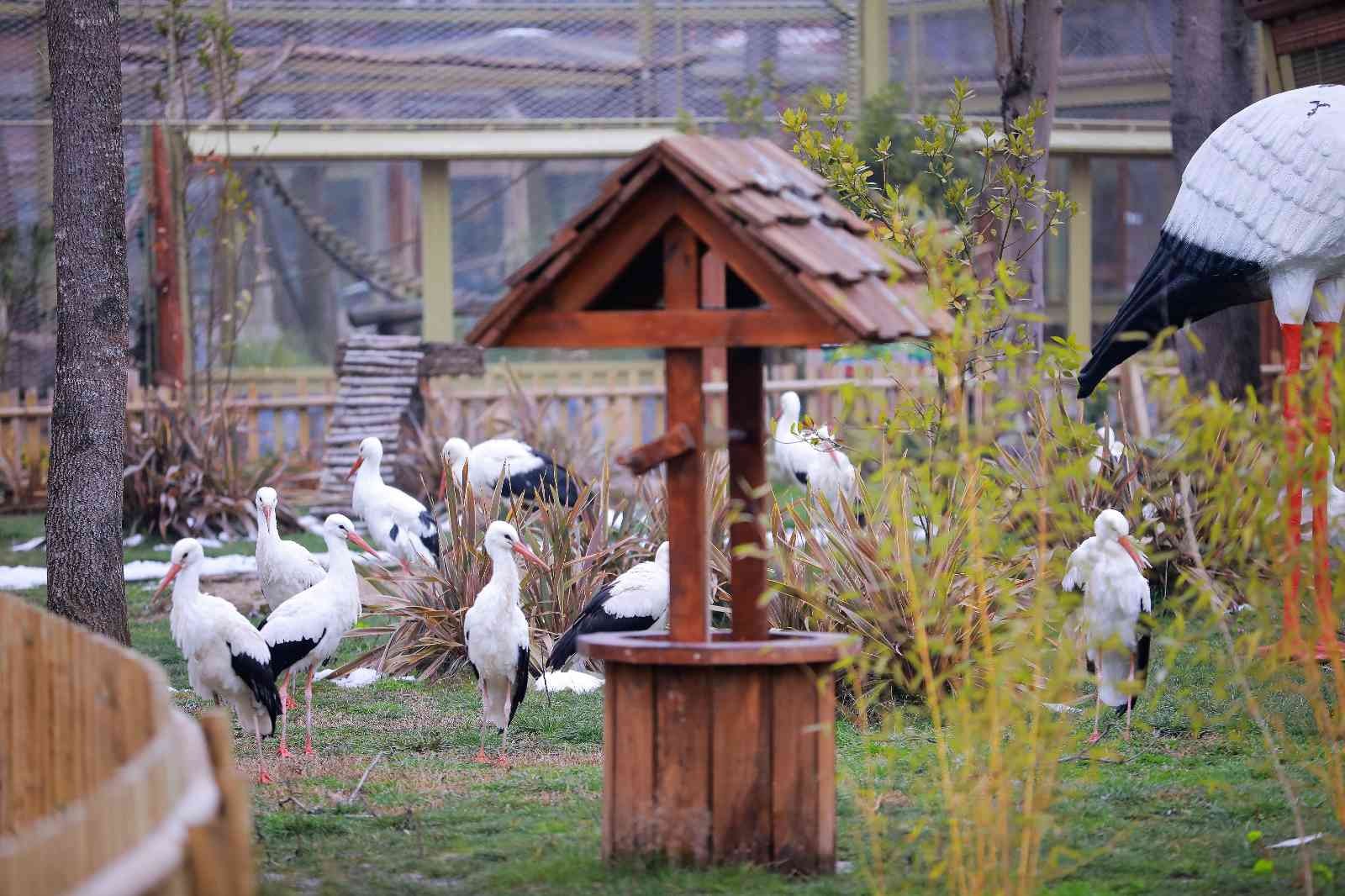 Göç esnasında yorulan ya da yaralanan leylekler, Ormanya içinde bulunan Düşkün Leylekler Evi’nde bakıma alınıyor. Osmanlı döneminde yapılan ilk ...