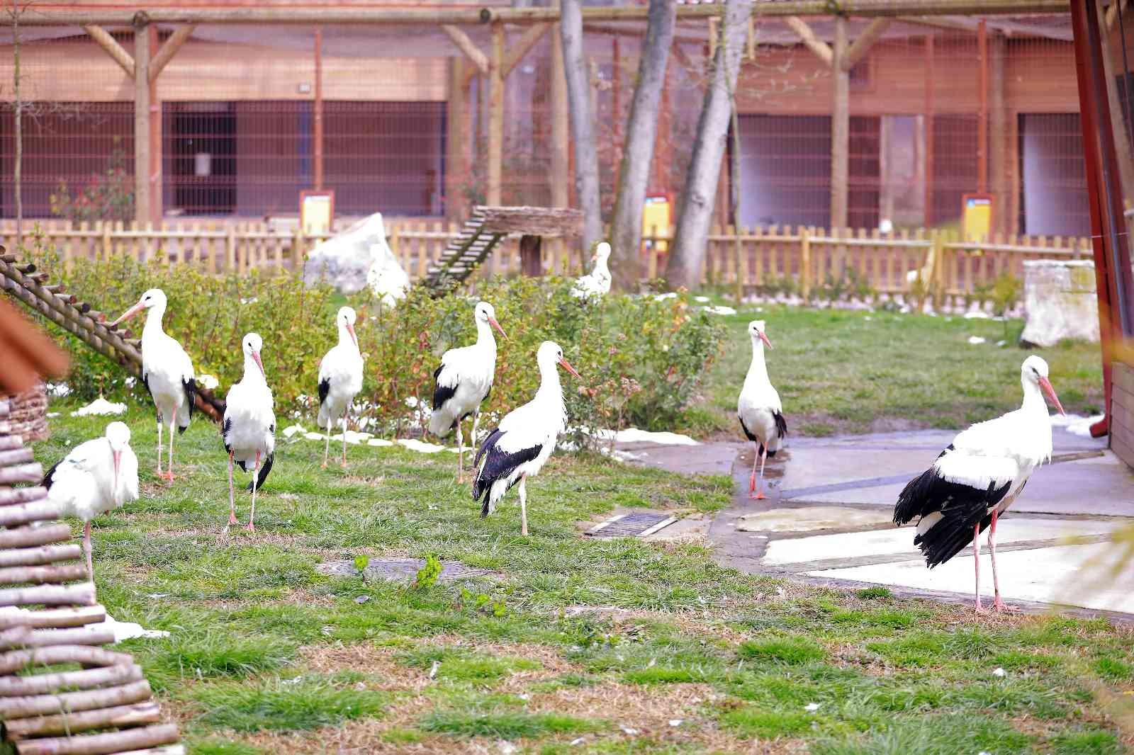 Göç esnasında yorulan ya da yaralanan leylekler, Ormanya içinde bulunan Düşkün Leylekler Evi’nde bakıma alınıyor. Osmanlı döneminde yapılan ilk ...