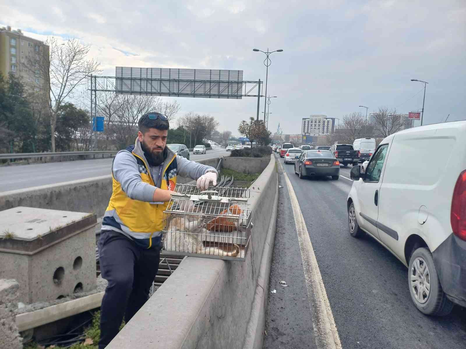 Esenler 0-3 Otobanı üzerinde demirler arasında sıkışan kedi belediye ekiplerince kurtarıldı. Esenler Fevziçakmak Mahallesi ile Kemer Mahallesi ...