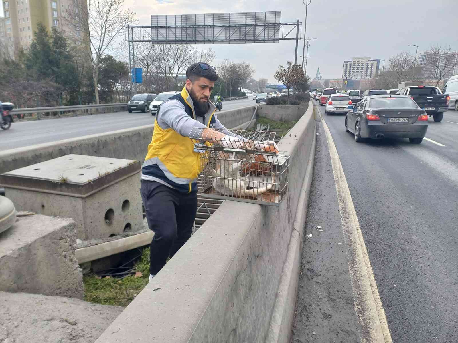 Esenler 0-3 Otobanı üzerinde demirler arasında sıkışan kedi belediye ekiplerince kurtarıldı. Esenler Fevziçakmak Mahallesi ile Kemer Mahallesi ...