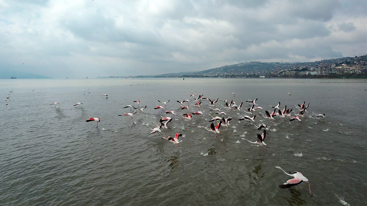 Kocaeli Körfezi’nin daimi misafirleri Flamingolar, göç mevsimi ile birlikte yeniden gelmeye başladı. Flamingoların görsel şöleni dron ile ...