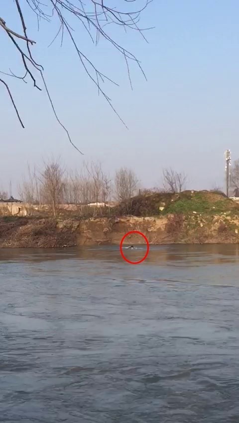 Sakarya Nehri’ne girdikten sonra bir daha haber alınamayan 31 yaşındaki Salih Şimşek’i bulabilmek için ekipler seferber oldu. AFAD, dalgıç polis ...