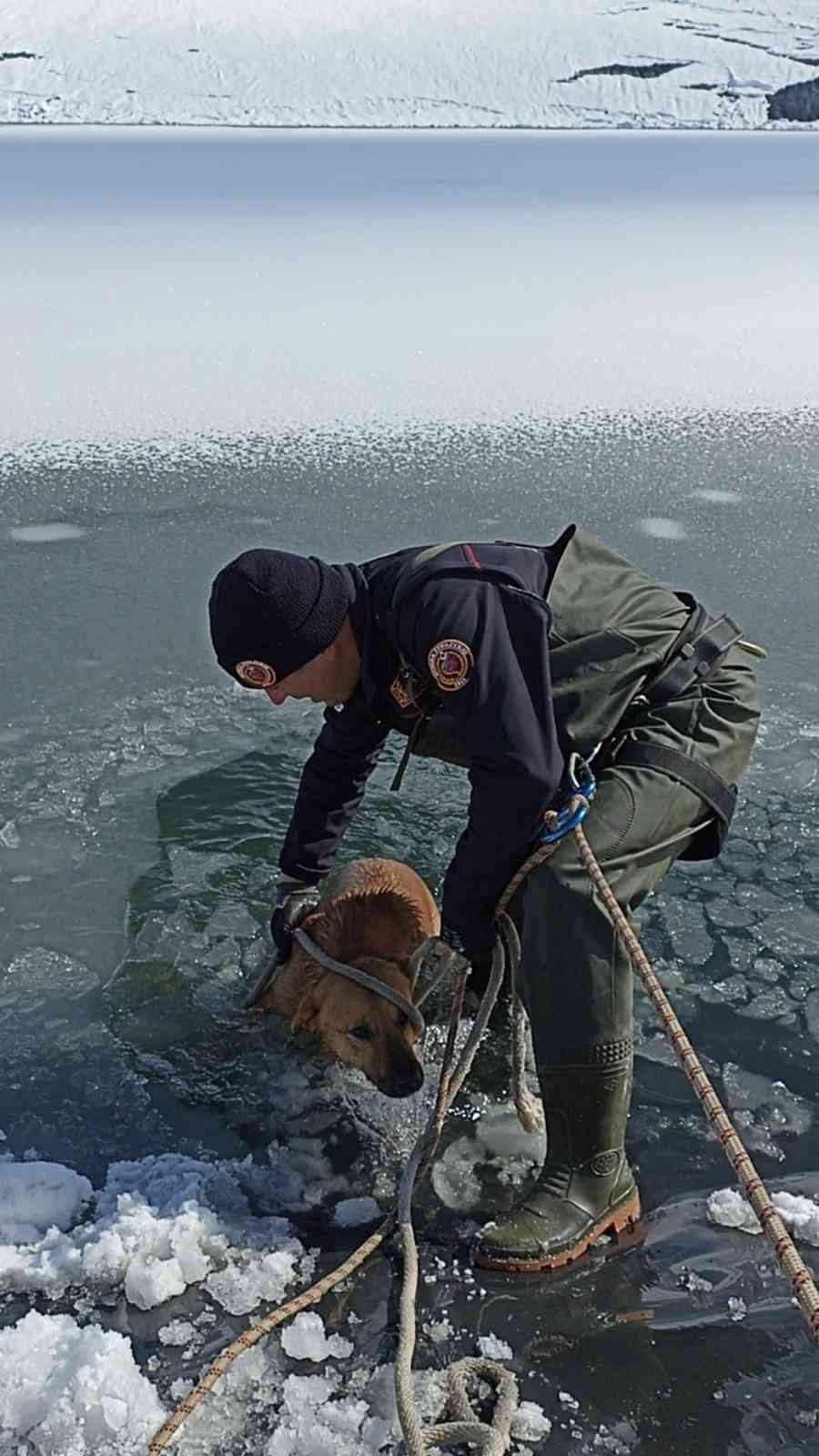 Bursa’nın İnegöl ilçesinde buzun kırılmasıyla sulama göletine düşerek mahsur kalan köpek, donmak üzereyken Bursa Büyükşehir Belediyesi İtfaiye ...