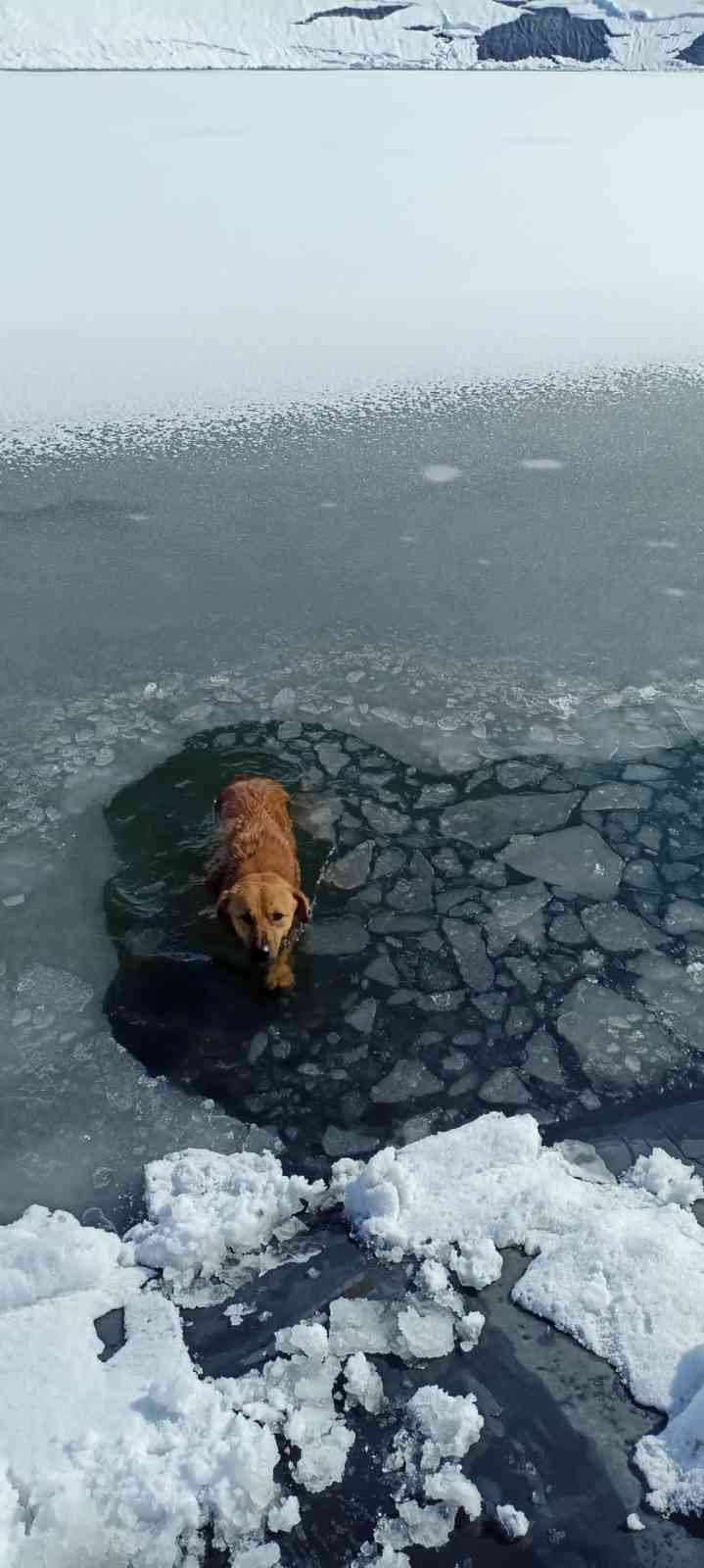 Bursa’nın İnegöl ilçesinde buzun kırılmasıyla sulama göletine düşerek mahsur kalan köpek, donmak üzereyken Bursa Büyükşehir Belediyesi İtfaiye ...