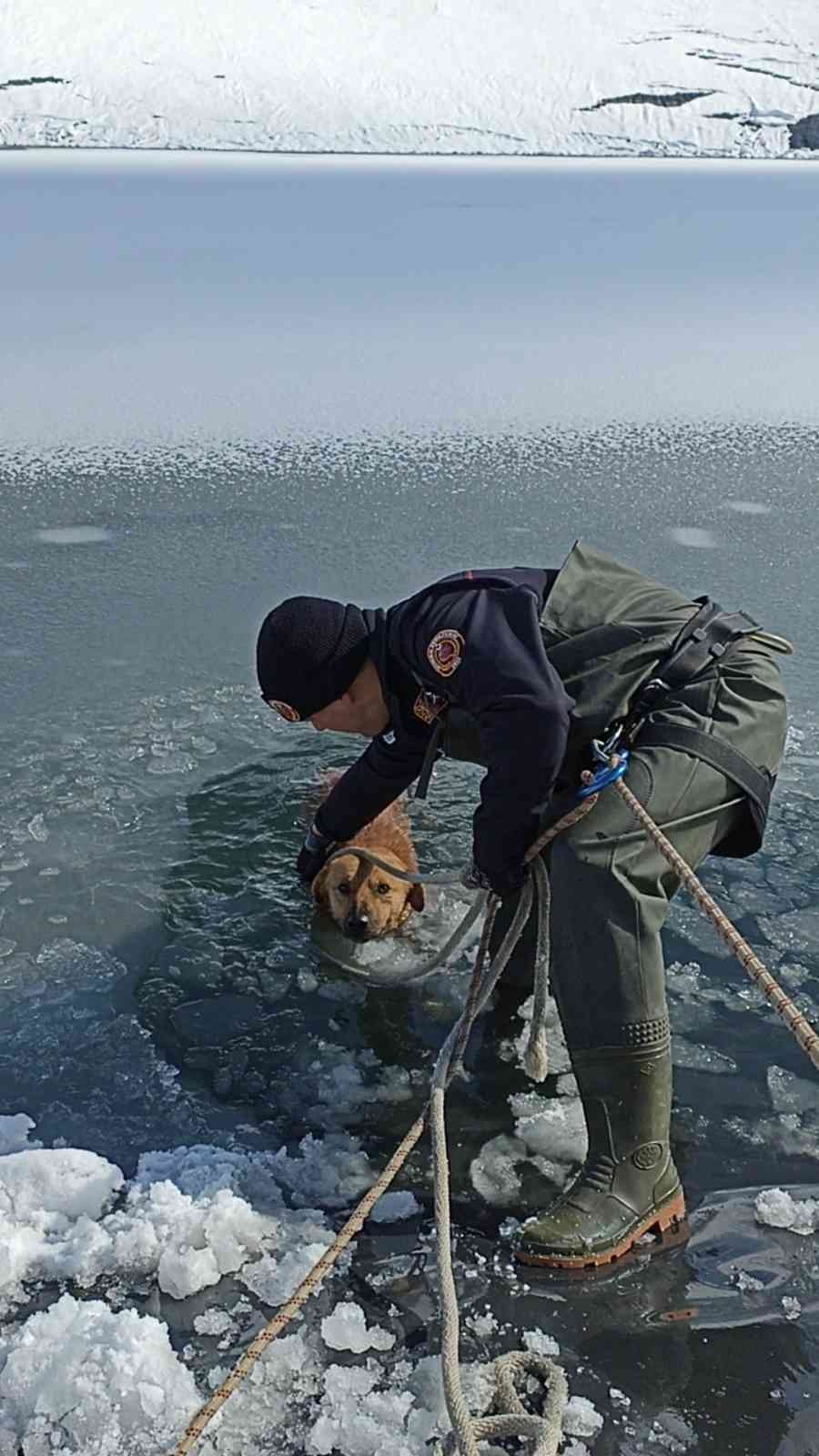 Bursa’nın İnegöl ilçesinde buzun kırılmasıyla sulama göletine düşerek mahsur kalan köpek, donmak üzereyken Bursa Büyükşehir Belediyesi İtfaiye ...