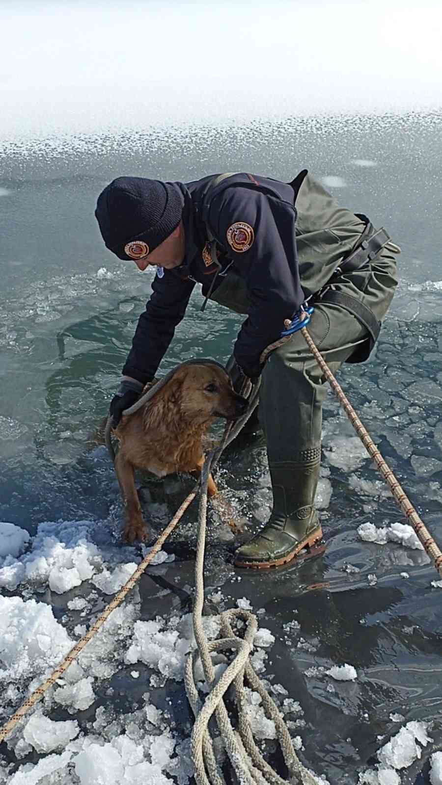 Bursa’nın İnegöl ilçesinde buzun kırılmasıyla sulama göletine düşerek mahsur kalan köpek, donmak üzereyken Bursa Büyükşehir Belediyesi İtfaiye ...