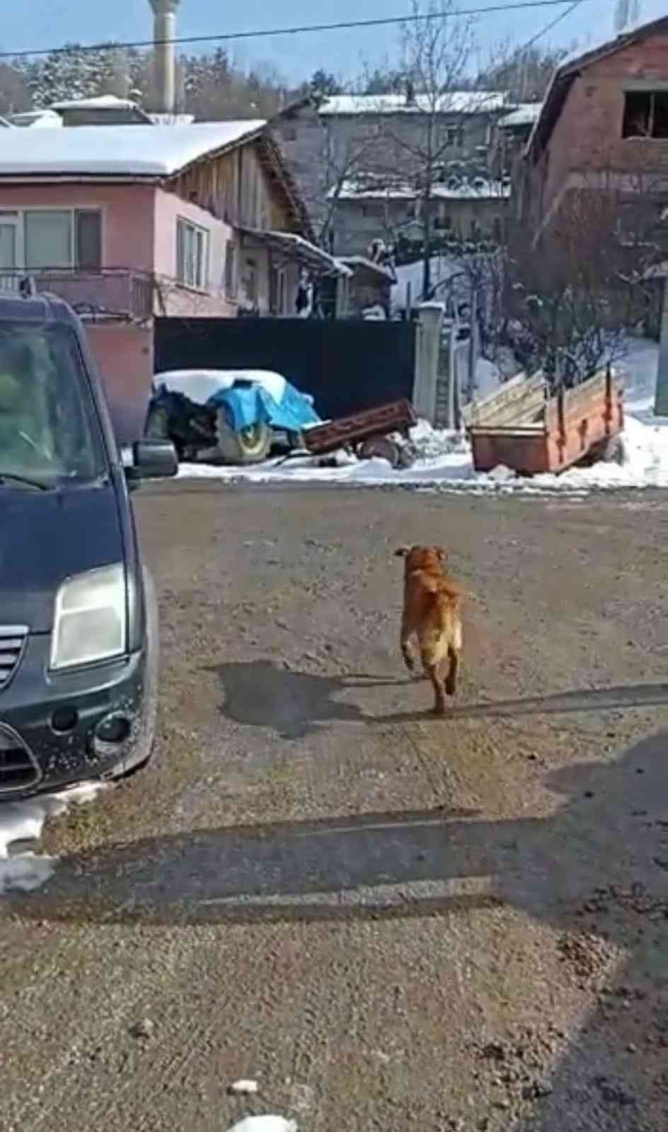 Bursa’nın İnegöl ilçesinde buzun kırılmasıyla sulama göletine düşerek mahsur kalan köpek, donmak üzereyken Bursa Büyükşehir Belediyesi İtfaiye ...