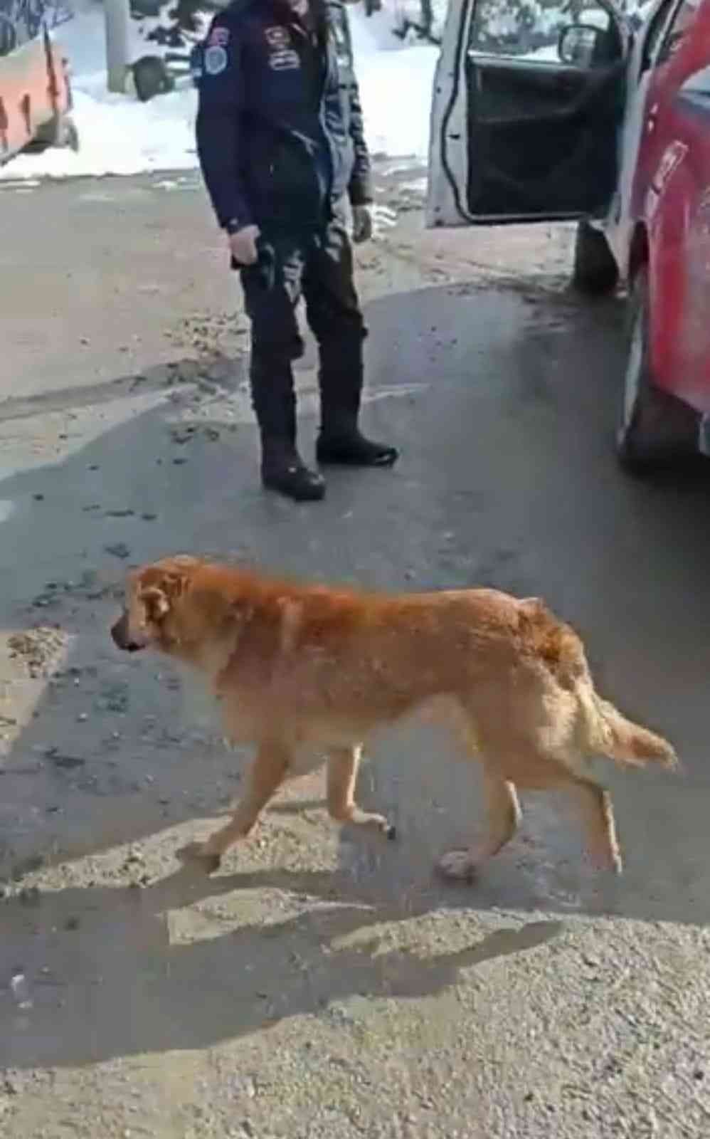 Bursa’nın İnegöl ilçesinde buzun kırılmasıyla sulama göletine düşerek mahsur kalan köpek, donmak üzereyken Bursa Büyükşehir Belediyesi İtfaiye ...