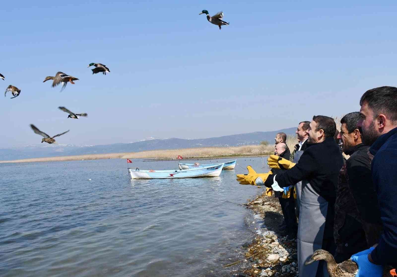 Bursa’nın İznik ilçesinde kaçak avcılardan kurtarılan 56 ördek tedavilerinin ardından özgürlüğüne kavuşturuldu. Jandarma; İznik Çakırca Köyünde ...